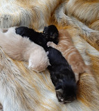 outstanding maine coon kittens seeking homes from Wyoming