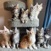 fantastic maine coon kittens ready to go now from Dothan