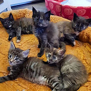 cute maine coon kittens for sale from Jackson
