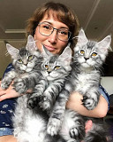 adorable maine coon kittens seeking homes from Portland