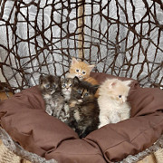stunning maine coon kittens seeking homes from Fairbanks