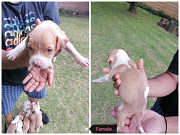 Pups for sale* Johannesburg