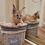 caracal and caracat kitten available Wellington