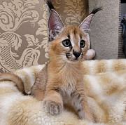 caracal and caracat kitten available Wellington