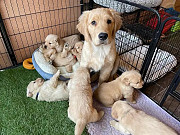 Golden Retriever puppies for ADOPTION from Abu Dhabi