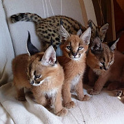 serval and caracal kittens Riyadh