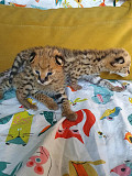 serval and caracal kittens Riyadh