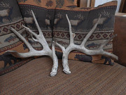Shed antler from Oregon City