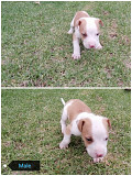 Pups for sale Johannesburg