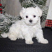 Maltese For Rehoming from Baltimore