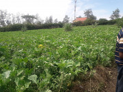 4 commercial 1/4 acres plots for sale in Mlolongo machakos county Isiolo