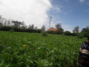 4 commercial 1/4 acres plots for sale in Mlolongo machakos county Isiolo