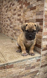 Boerboel dog pure breed get your few weeks old Boerboels puppy, healthy, vaccinated, pure breed Lagos