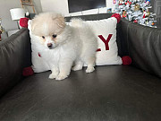 Pomeranian puppies available from Texas City