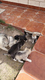Husky puppies available for rehoming from Texas City