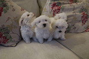 Maltipoo puppies available from London