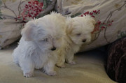 Maltipoo puppies available from London