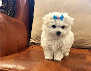 AKC Registered 9 weeks old maltese puppies ready now Wheaton