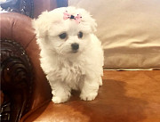 AKC Registered 9 weeks old maltese puppies ready now Wheaton