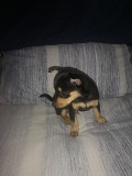 Miniature Doberman Pinscher puppy. New Years special. Krugersdorp