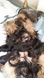 10 Female Yorkie Pups Phoenix