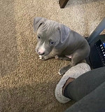 PITTBULL FOR SALE from Sacramento