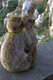 Cute male and female capuchine monkeys for sale Saint Paul