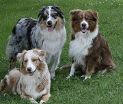 Trained dogs from Brisbane