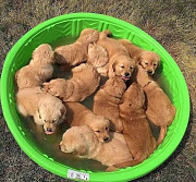 Dogs and puppies for sale from San Antonio