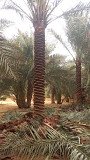 Date palm trees for Sale Dubai