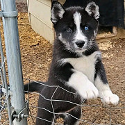 Huskies for rehoming for free Fayetteville