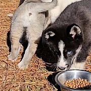 Huskies for rehoming for free Fayetteville