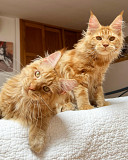 Maine coon kittens for adoption Doha