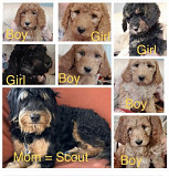 Bernedoodle for sale from Texas City