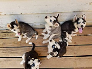 Husky puppies for sale Kansas City