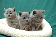 Chartreux Cats available for salle Cardiff
