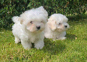 Maltese puppies available/ Hawalli