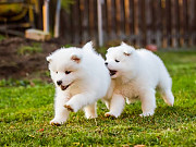 Fluffy puppy dogs Denver