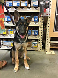 German Shepherds Available Now 7 months old from Chicago