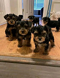 Teacups Yorkies puppies for sale near you from Atlanta