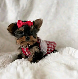 Teacups Yorkies puppies for sale near you from Atlanta