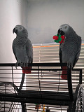 AFRICAN GRAY PARROT from Doha