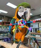 Friendly handraised baby Blue and Gold Macaw. Buraydah