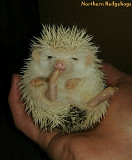 Hedgehog Babies + Free Adoption Package Waterloo