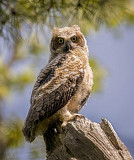 Owl bird from Miami