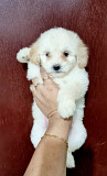 Maltipoo Puppies for sale Al Farwaniyah