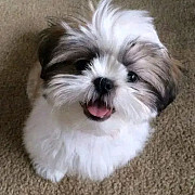 shihtzu puppy for adoption Phoenix