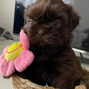 shihtzu puppy for adoption Phoenix