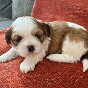 Puppy for adoption Dallas