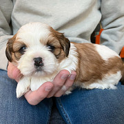 Puppy for adoption Dallas